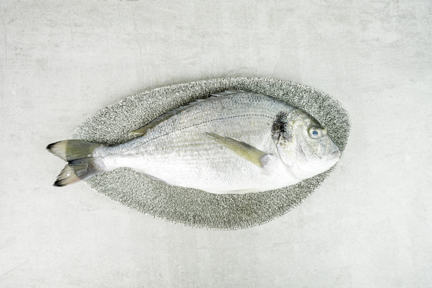 Dorade Royal rund I AQUANORD