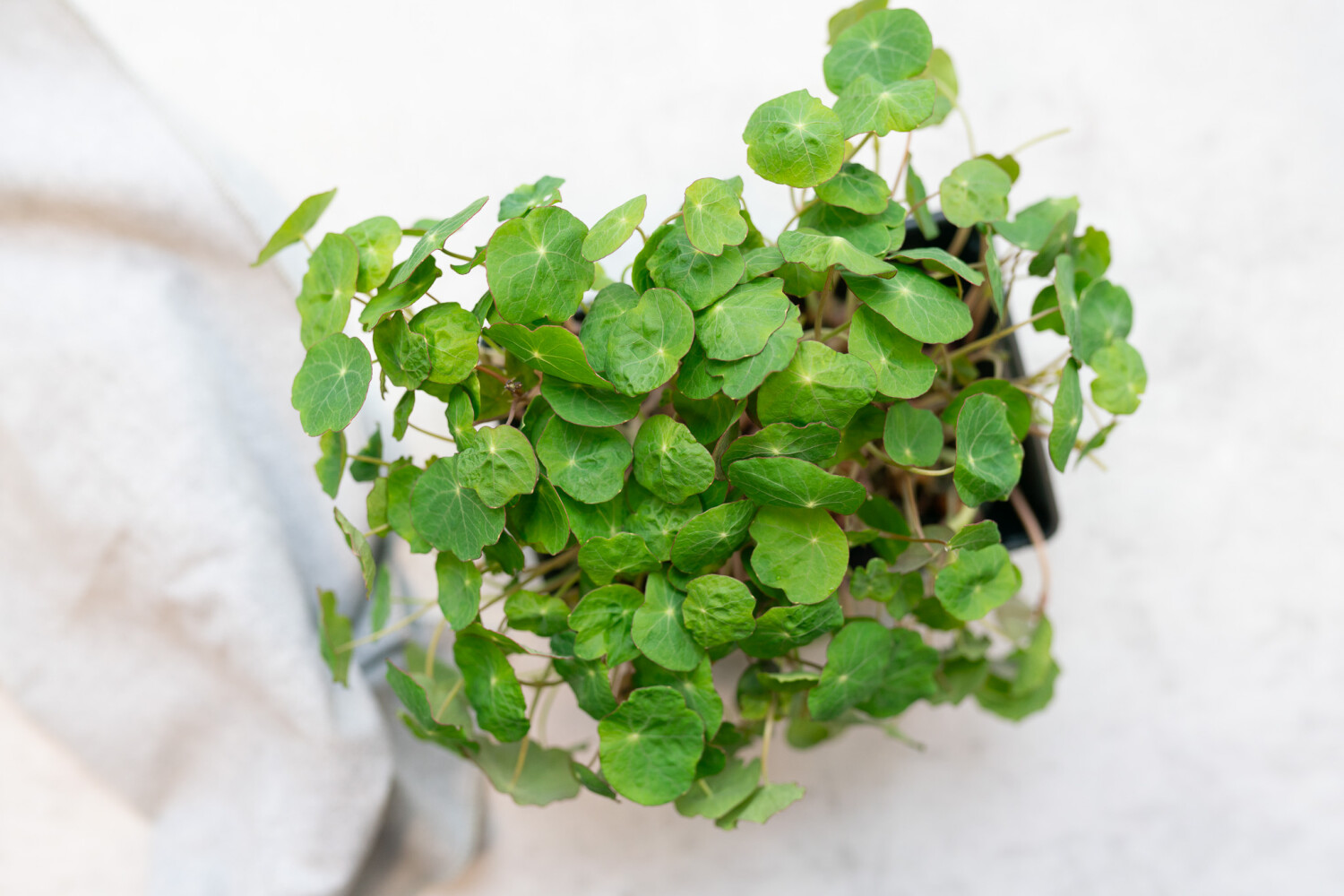 40001936-521721-kresse-fh-kapuzinerkresse-8-sch-kiste-p.jpg Kapuziner-Kresse I FLAVOUR HUNTERS