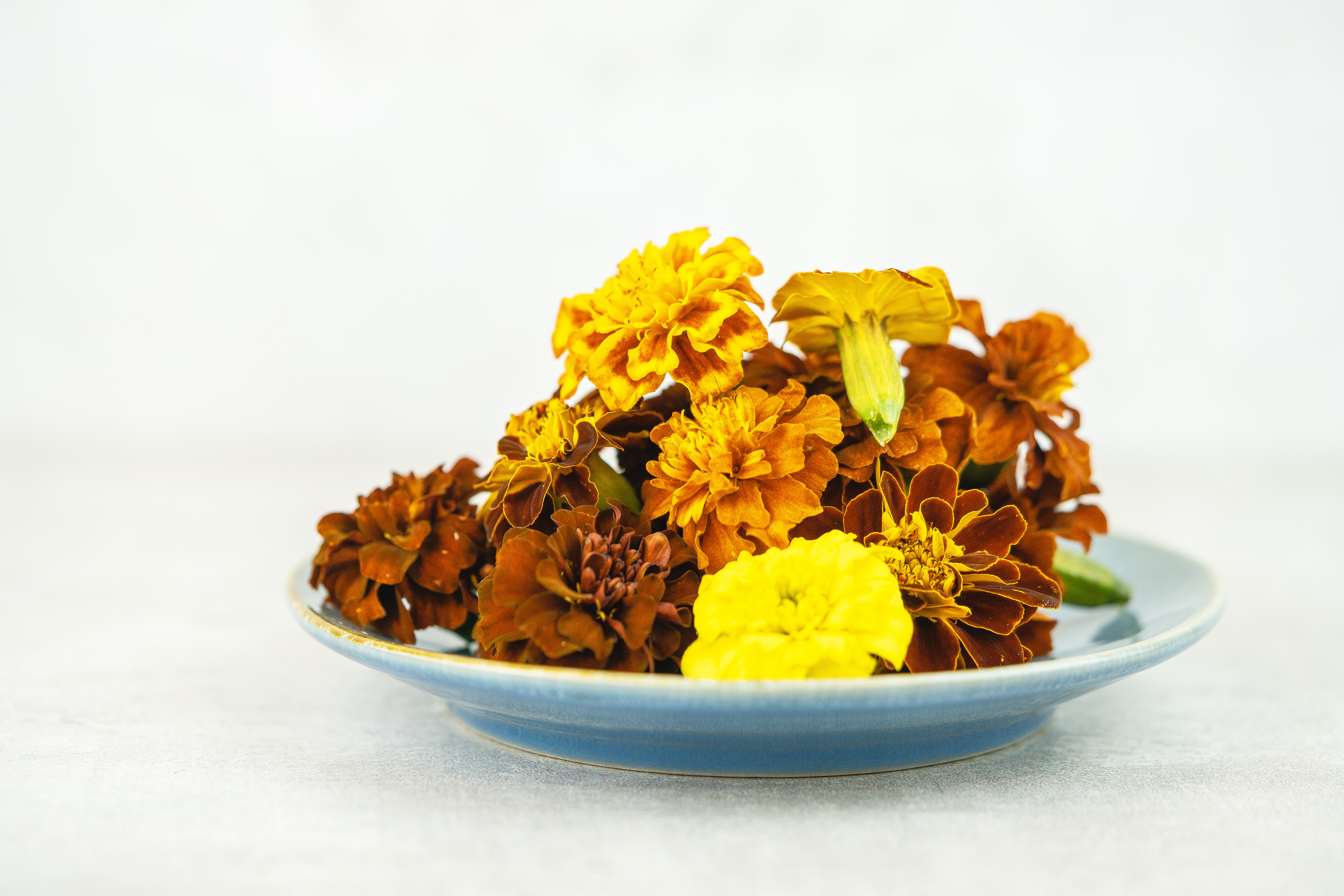 Tagetes Blüten I KELTENHOF