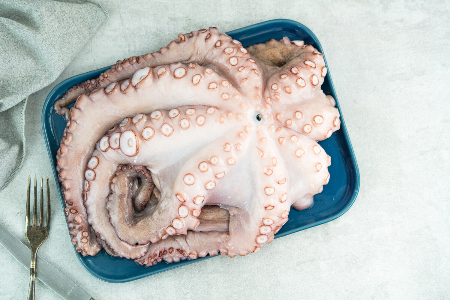 Pulpo