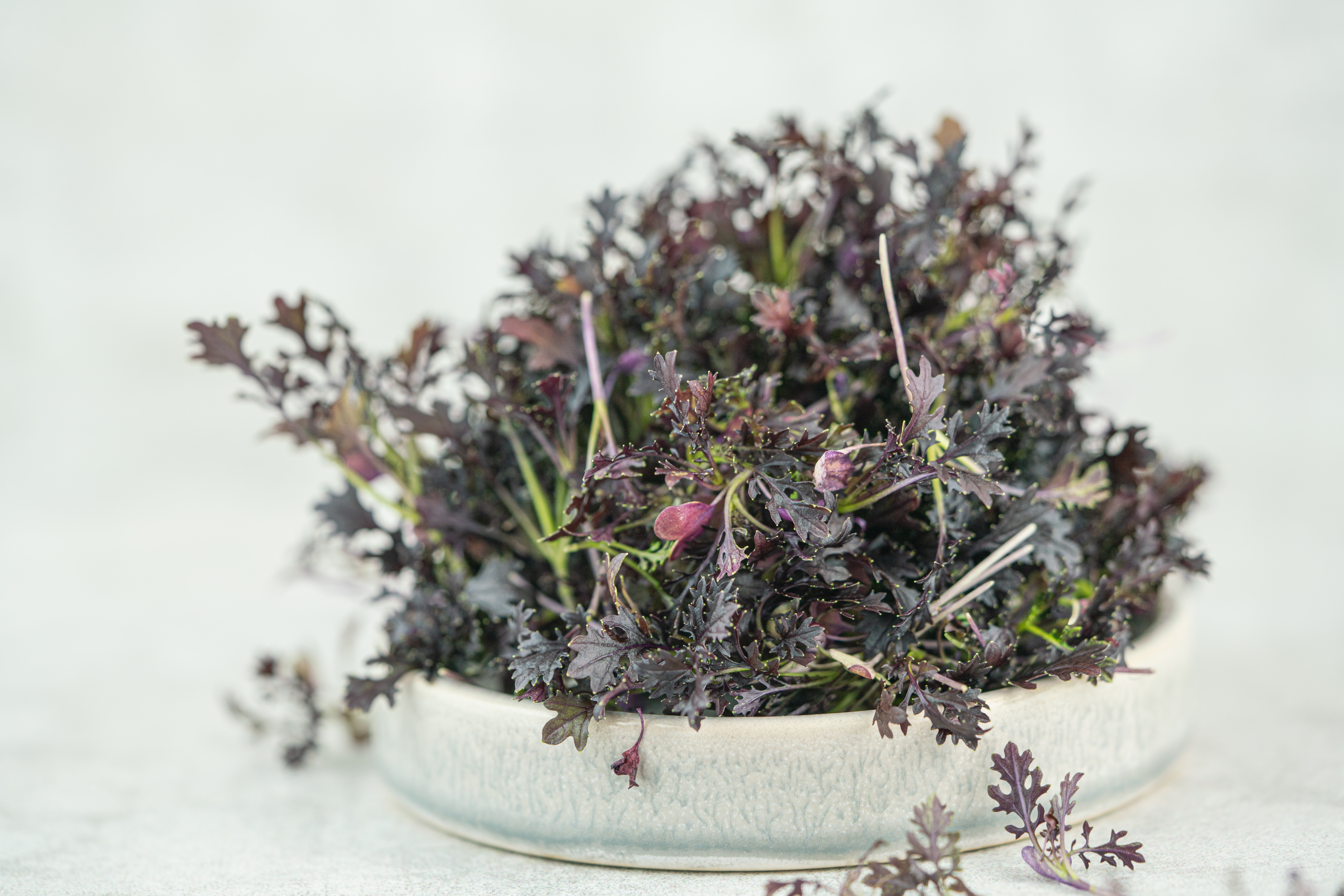 Red Mustard-Kresse I FLAVOUR HUNTERS