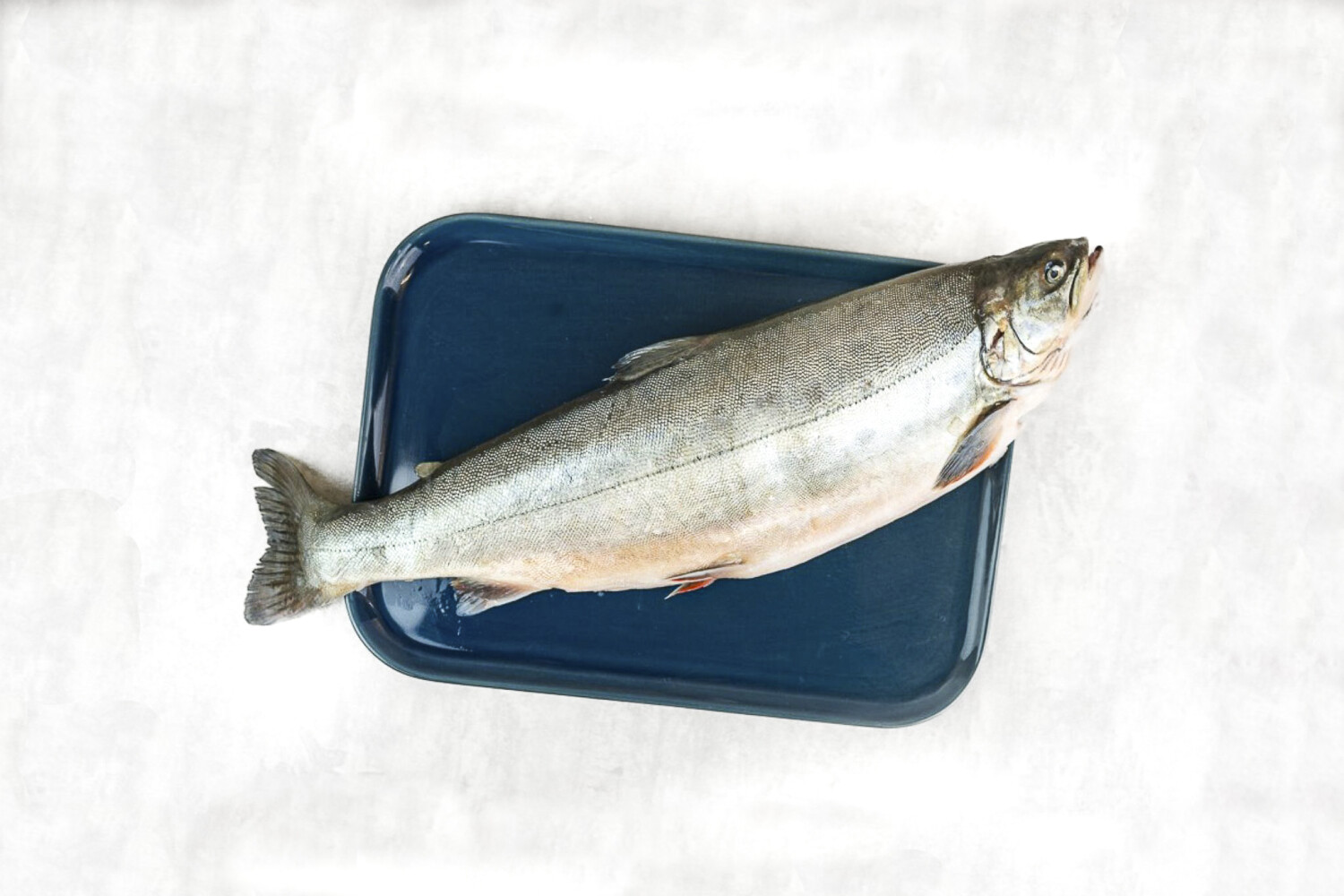 Lachsforelle ausgenommen I OLDENBURGER LAND