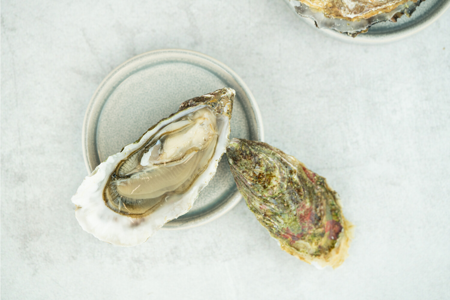 40002352-551519-austern-herve-fine-nr-2-48-stk-korb.jpg Austern Fine N°2 I HERVÉ