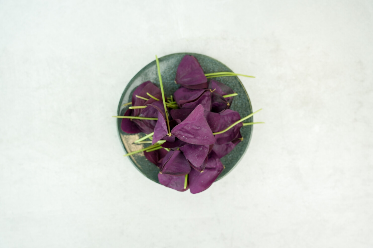 Oxalis-Blätter rot I FLAVOUR HUNTERS