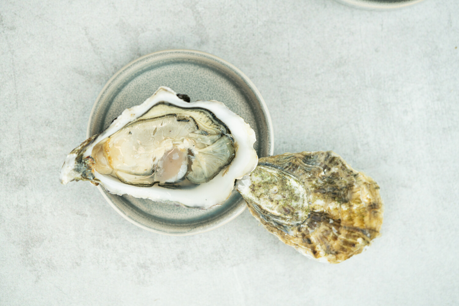 Austern Supreme No°2