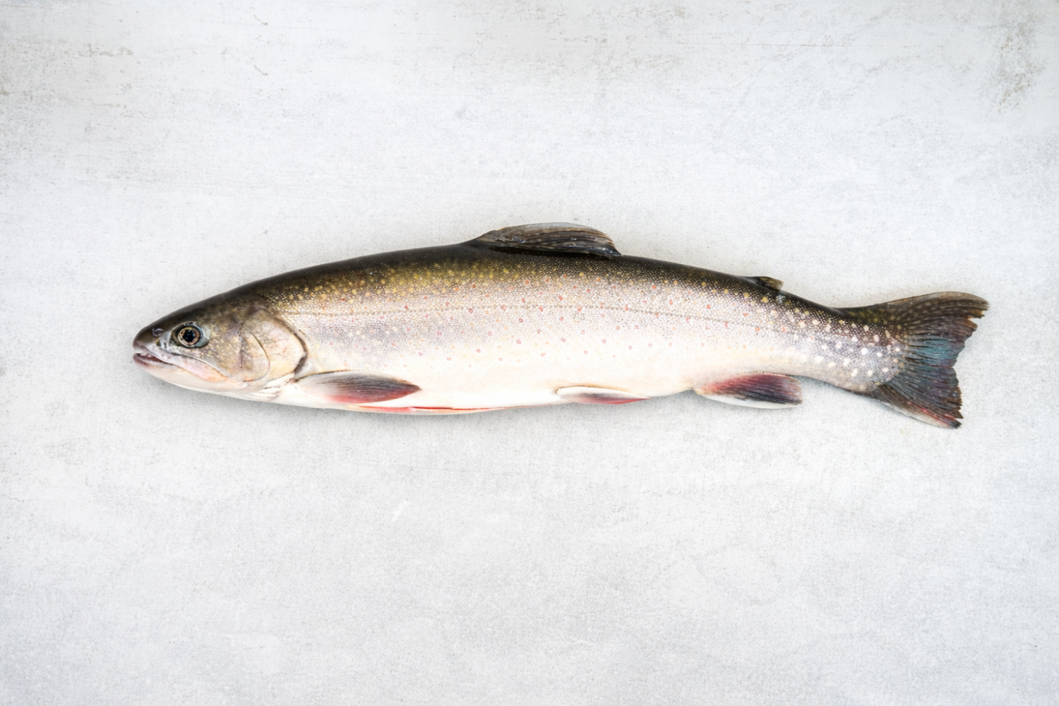 Elsässer Saibling ausgenommen