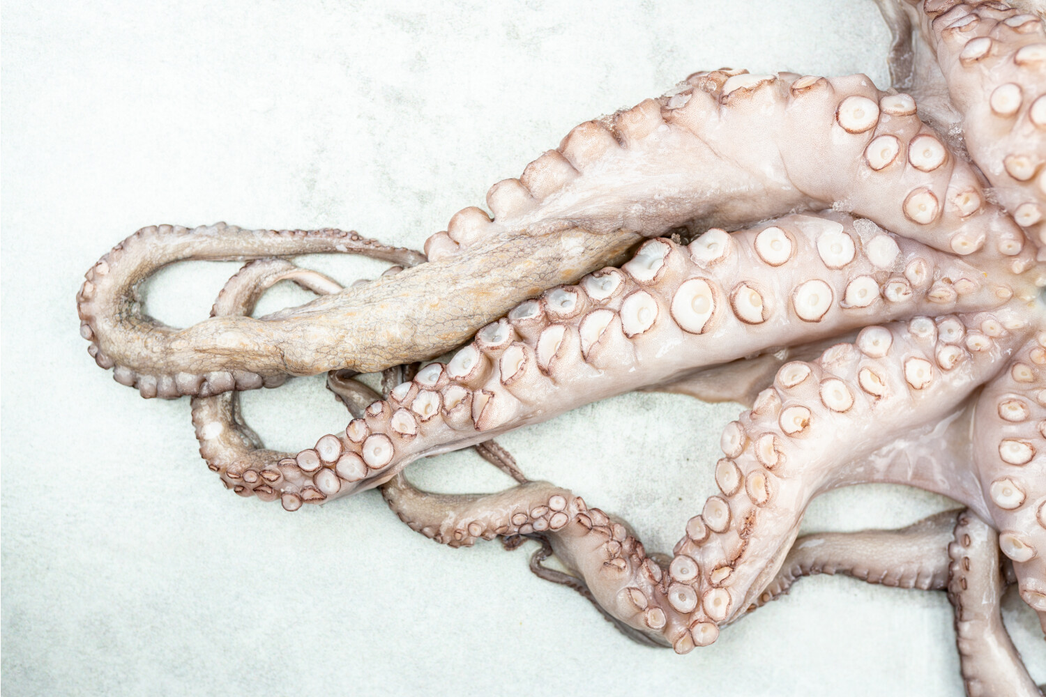 Pulpo