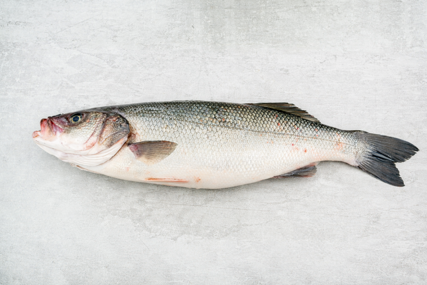 Loup de Mer rund I GRAN CANARIA