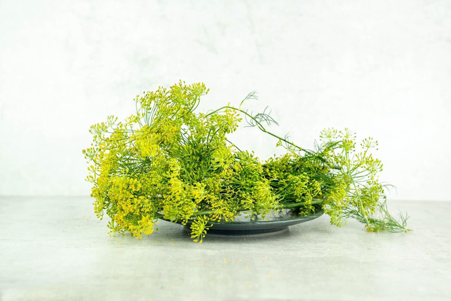 Dillblüten