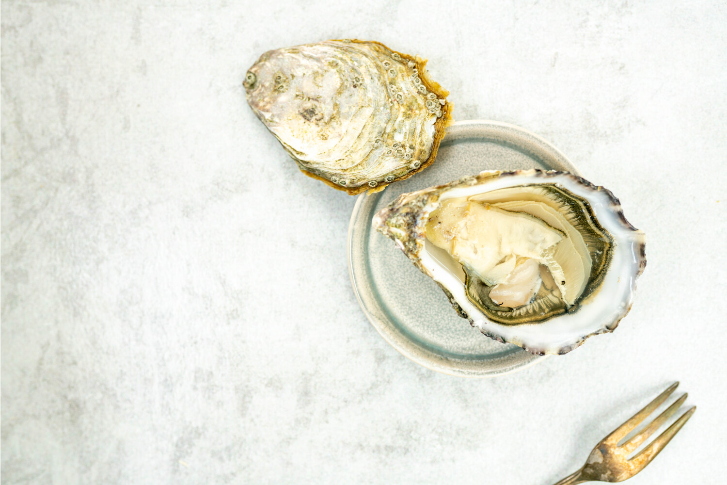 40002358.jpg Austern Ronce N°2 I HERVÉ