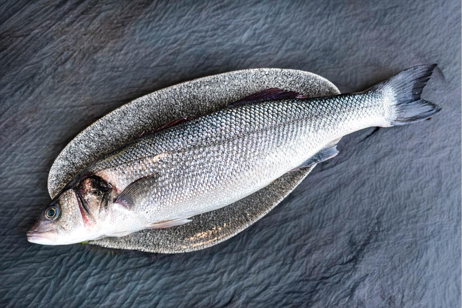 Loup de Mer rund I GRAN CANARIA