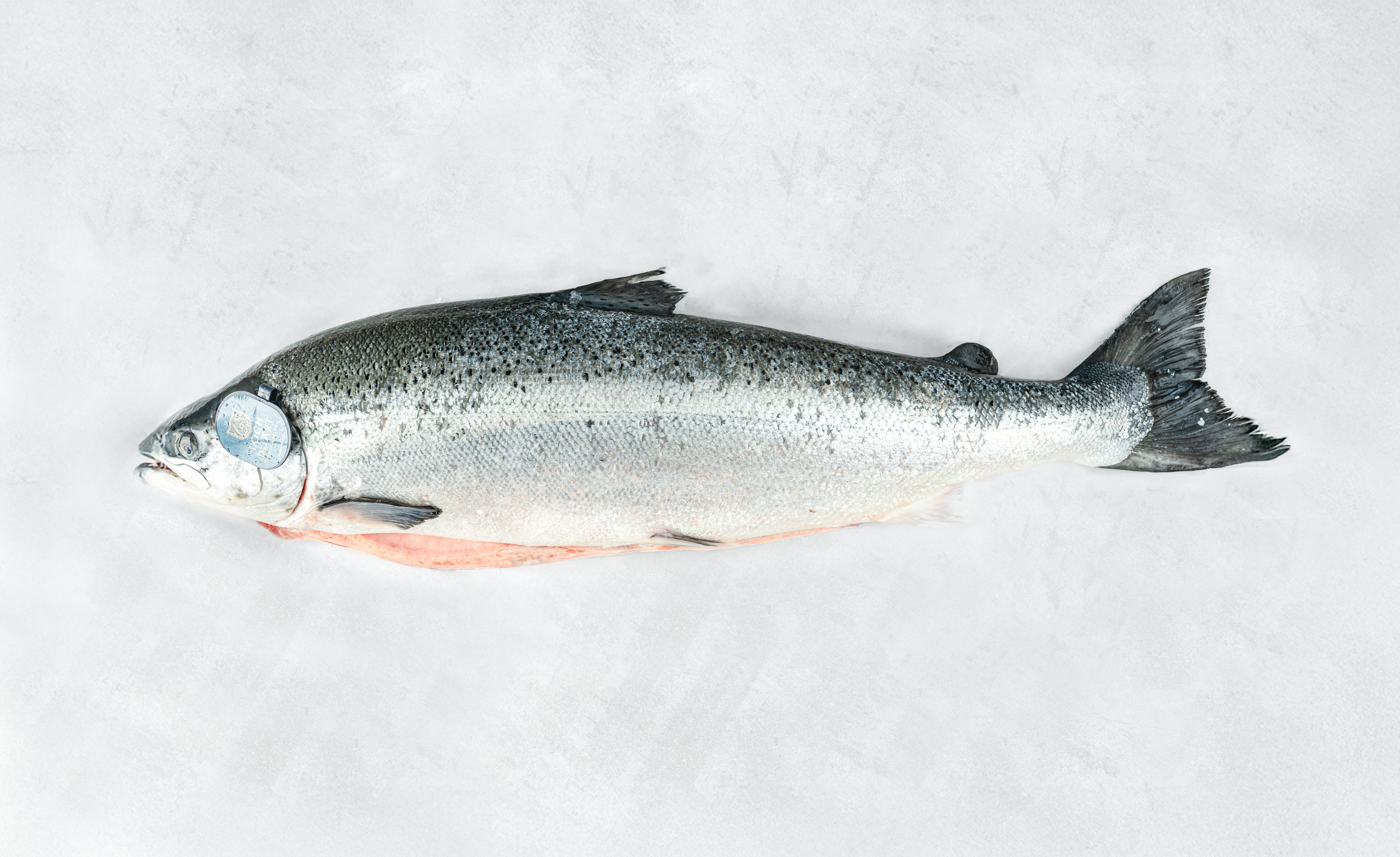 Lachs ausgenommen I LOCH DUART 