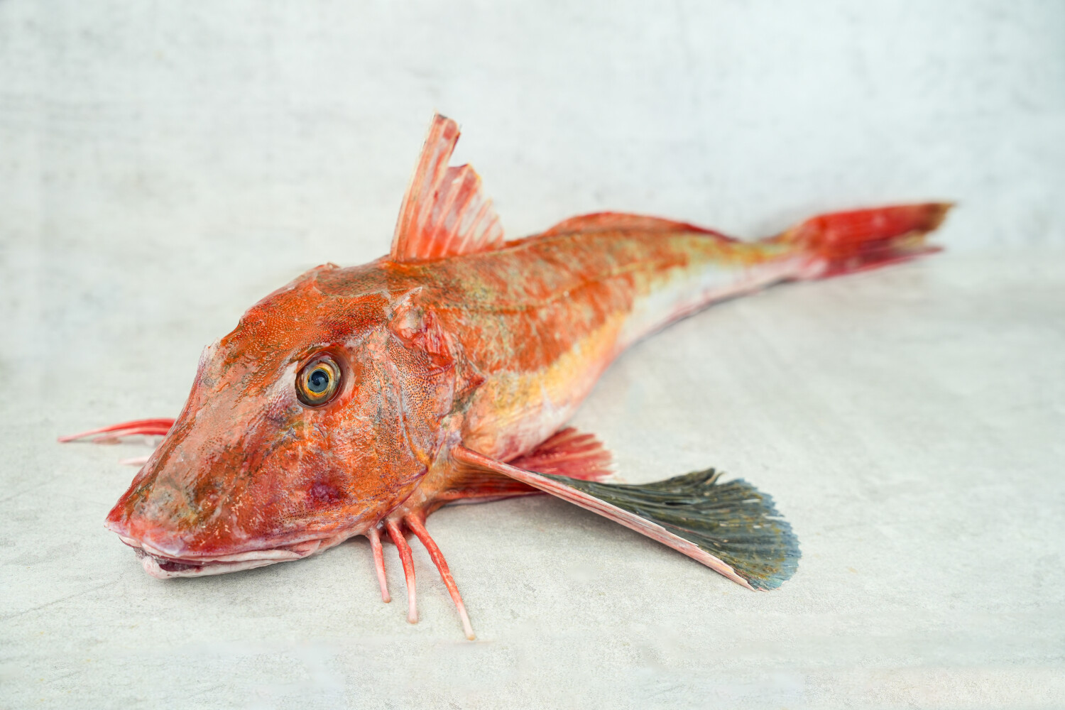 Knurrhahn rund