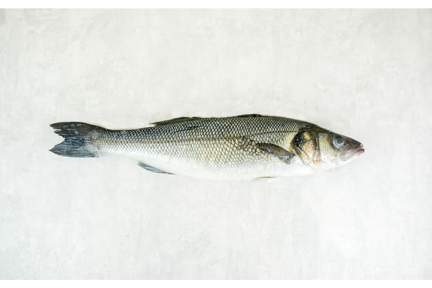 Loup de Mer rund I AQUANORD