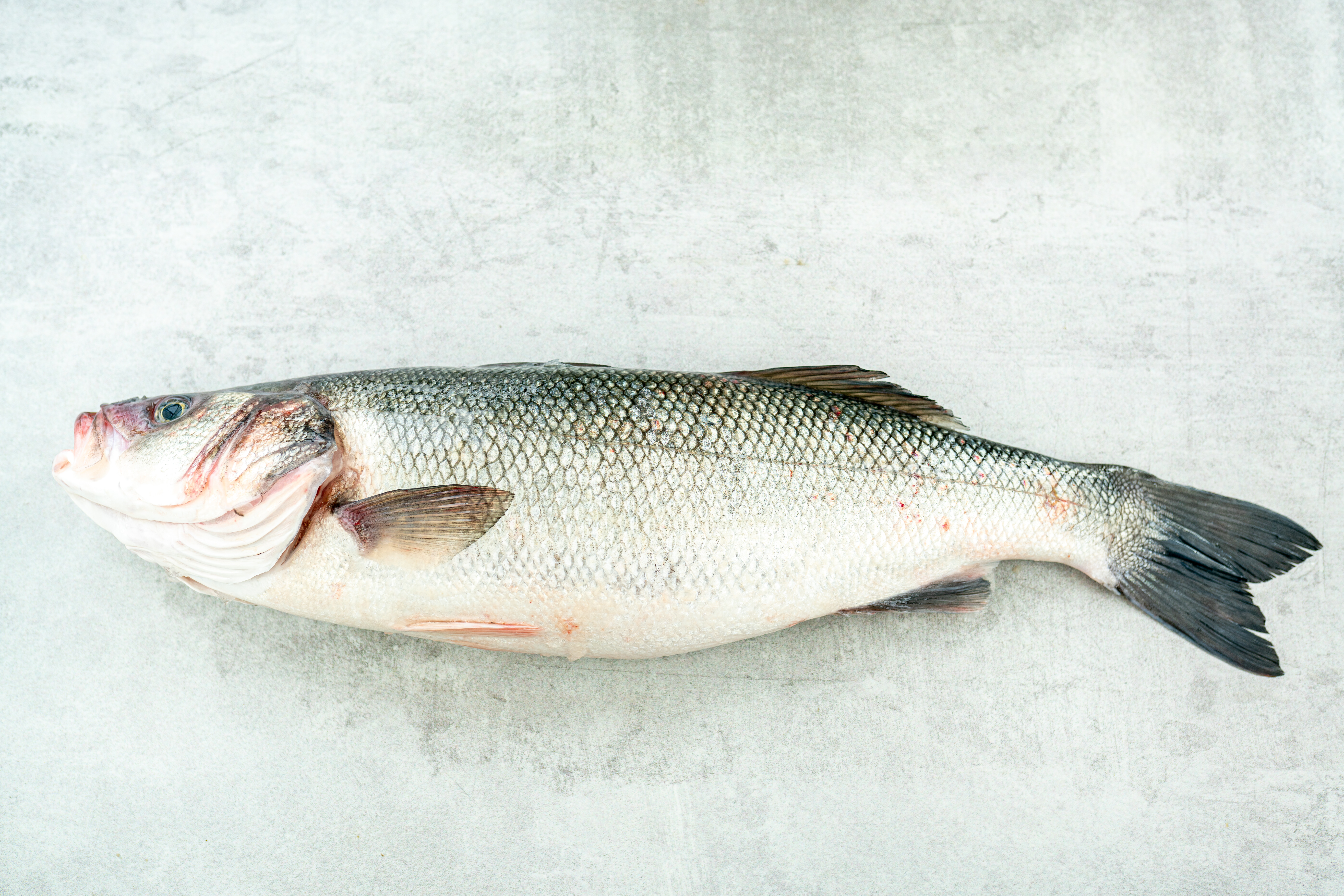 Loup de Mer rund I GRAN CANARIA