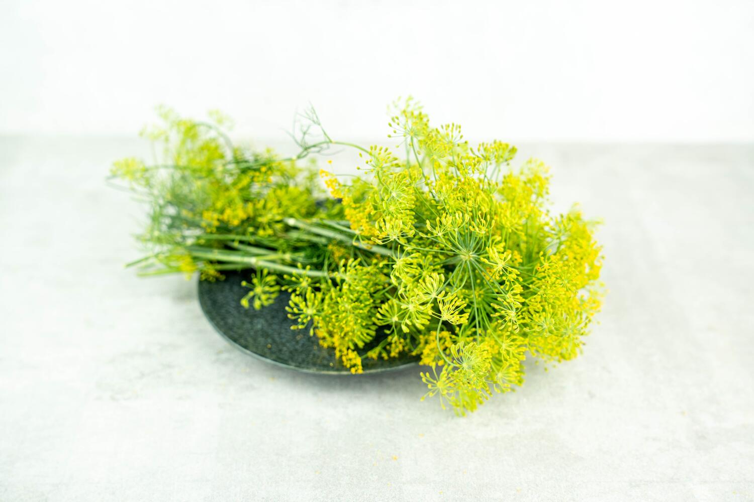Dillblüten