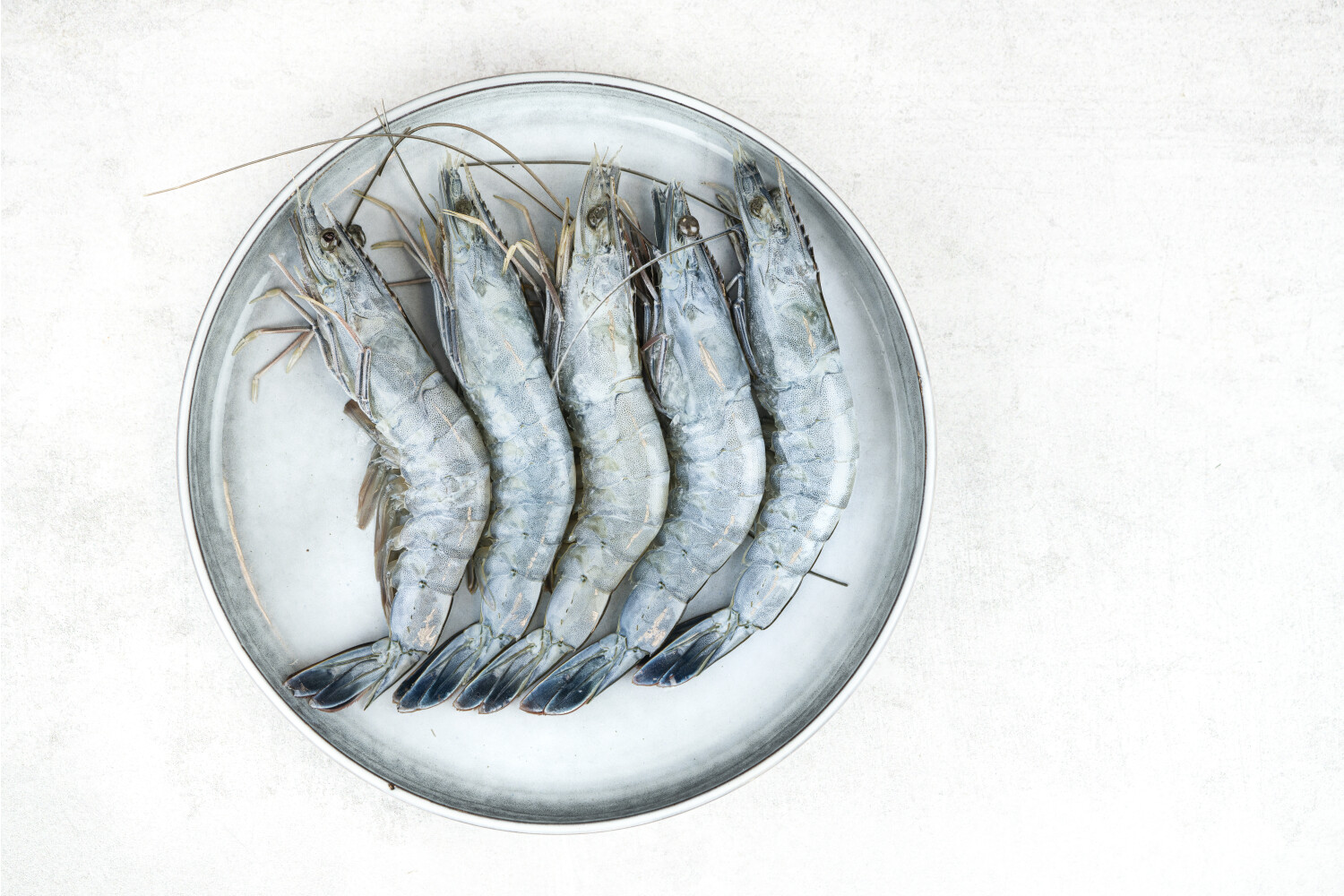 OBSI BLUE Garnelen 16/20