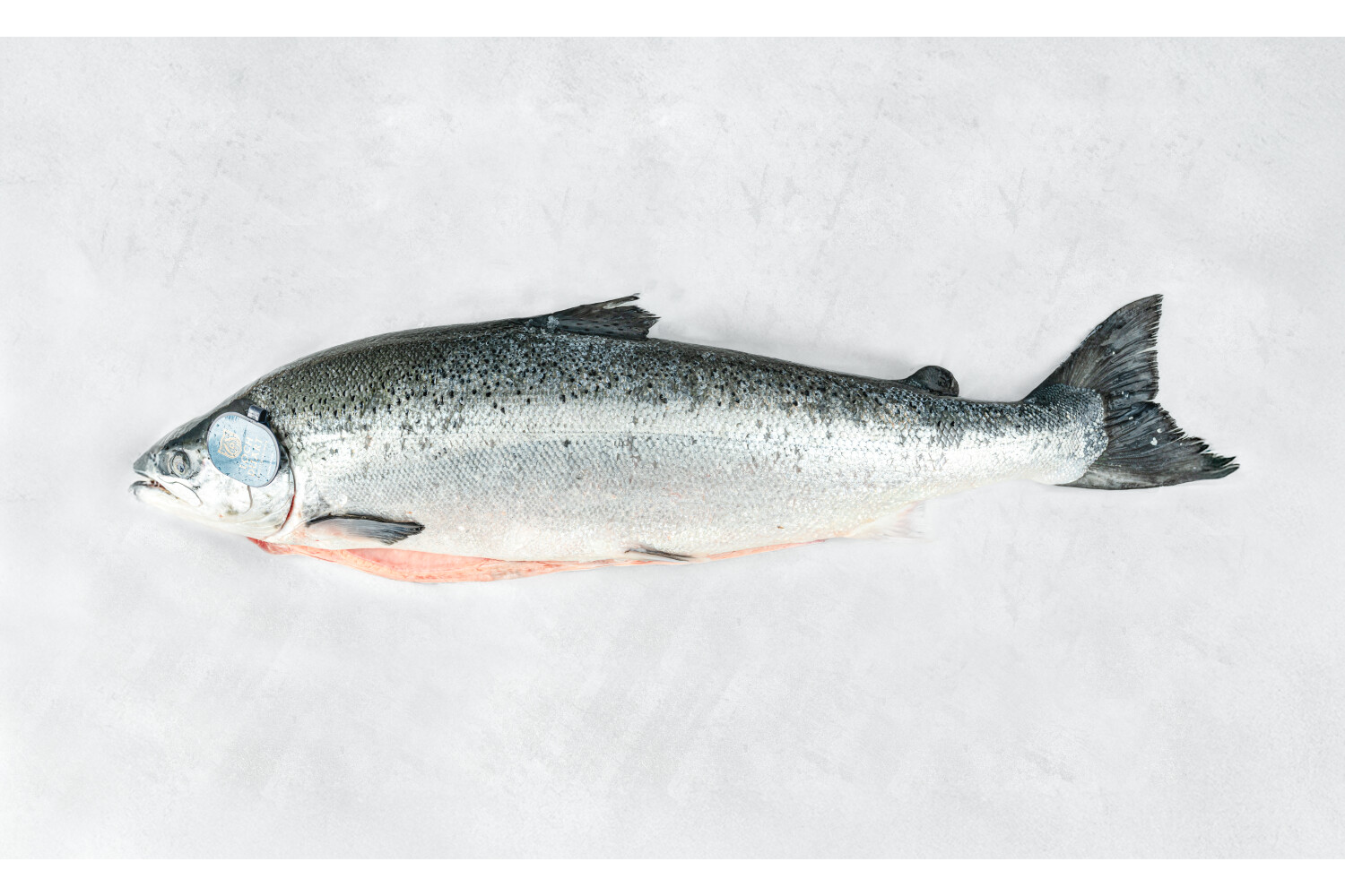 Lachs ausgenommen I LOCH DUART 