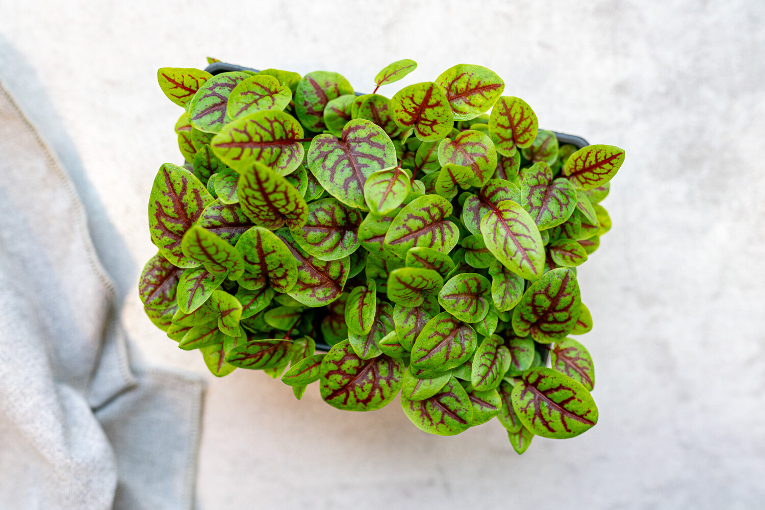 40001937-521700-kresse-fh-blutsauerampfer-8-sch-kiste-p.jpg Blutsauerampfer Kresse I FLAVOUR HUNTERS