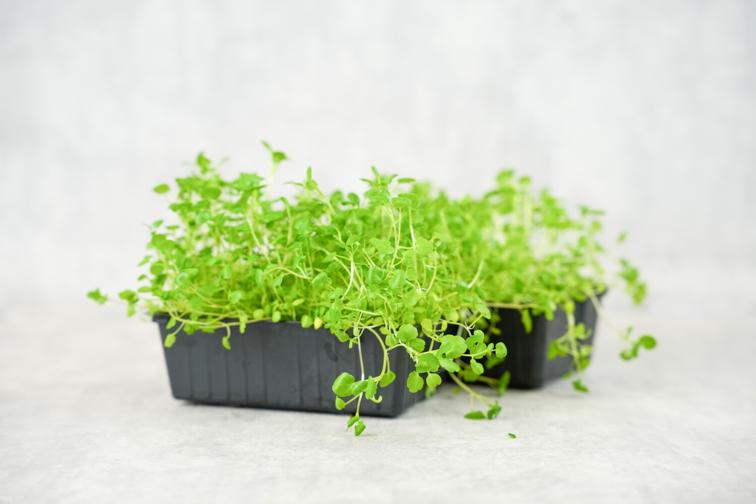 40002438-521714-kresse-fh-brunnenkresse-8-sch-kiste-p.jpg Brunnen-Kresse I FLAVOUR HUNTERS