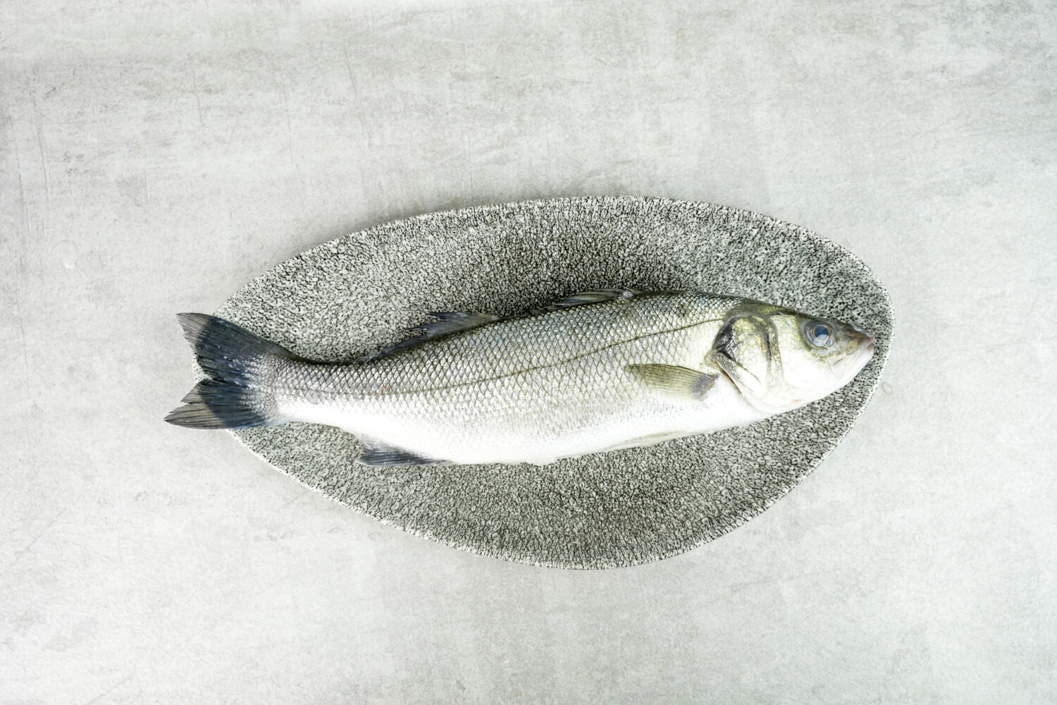 Loup de Mer rund I AQUANORD