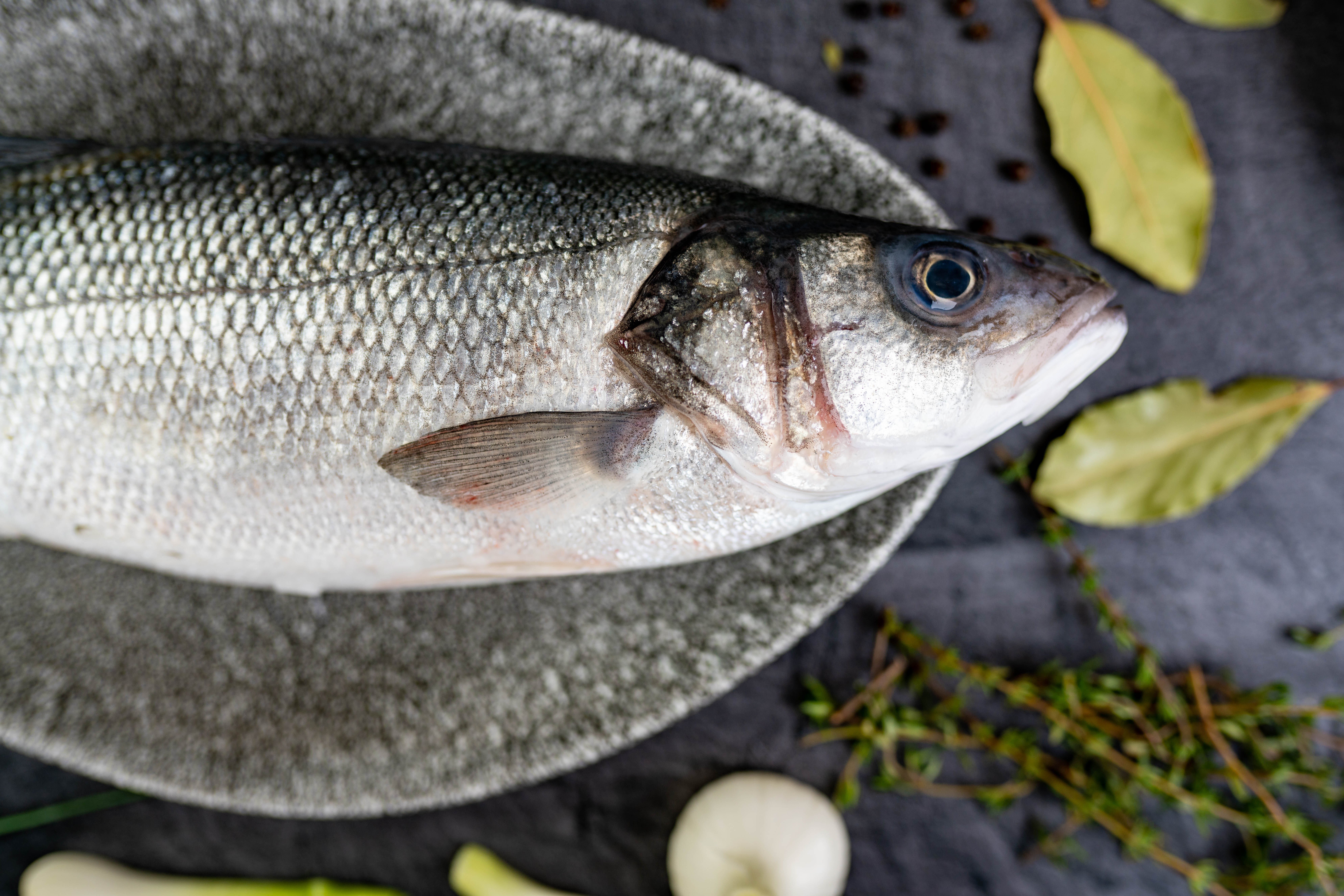 Loup de Mer rund I CRAN CANARIA