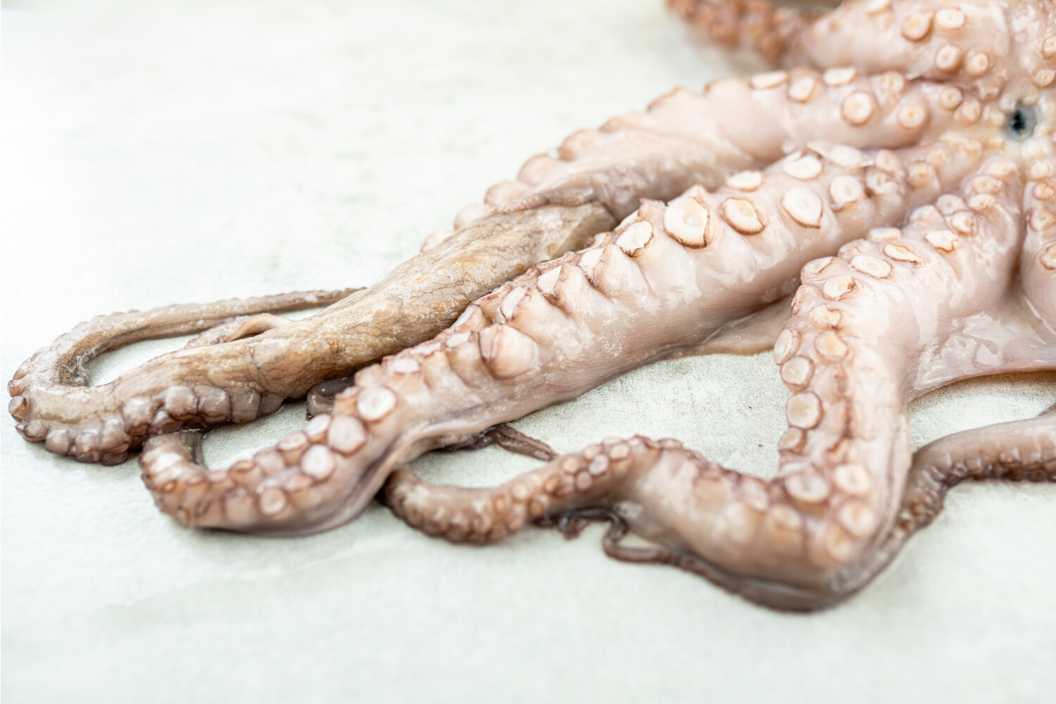 Pulpo