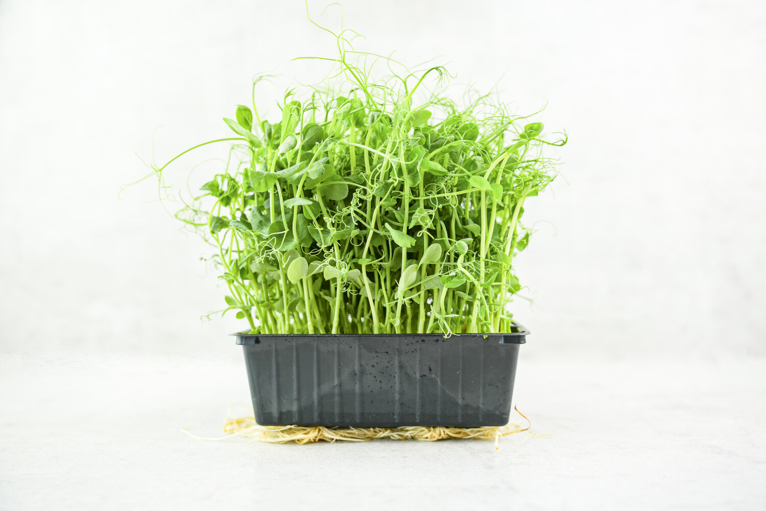 40003300-521696-kresse-fh-erbsensprossen-8-sch-kiste-p.jpg Erbsensprossen I FLAVOUR HUNTERS