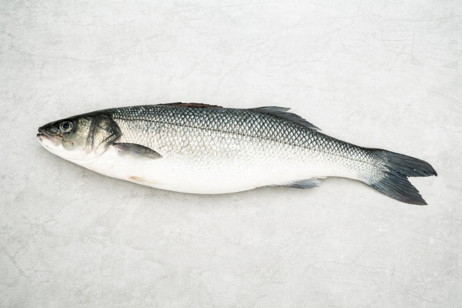Loup de Mer rund I CRAN CANARIA