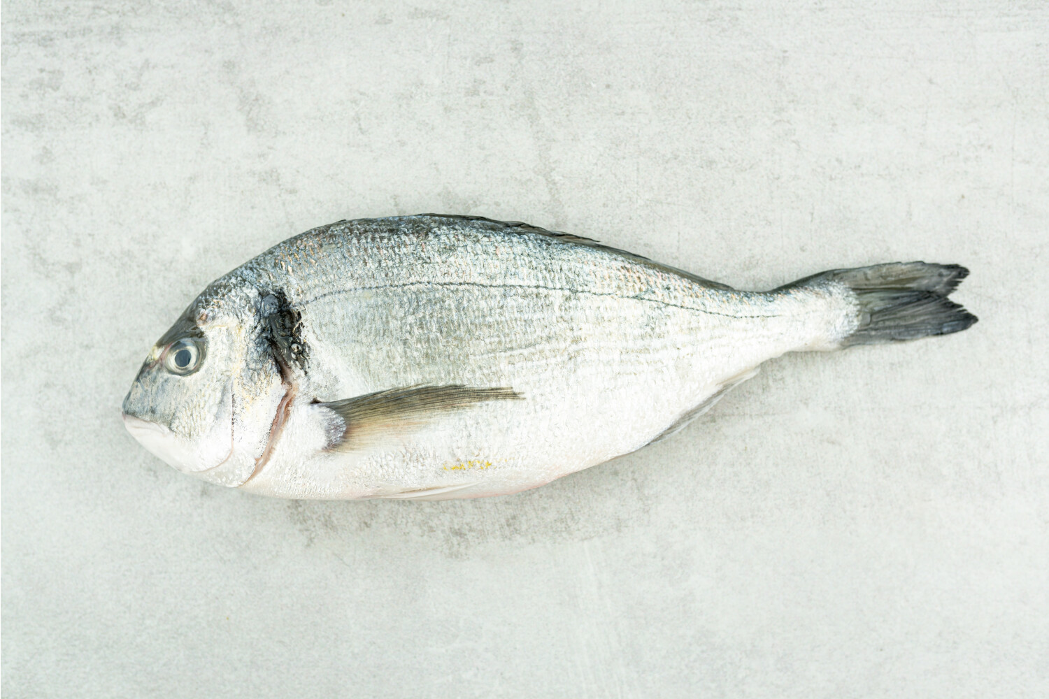 Dorade Royal rund I AQUANORD