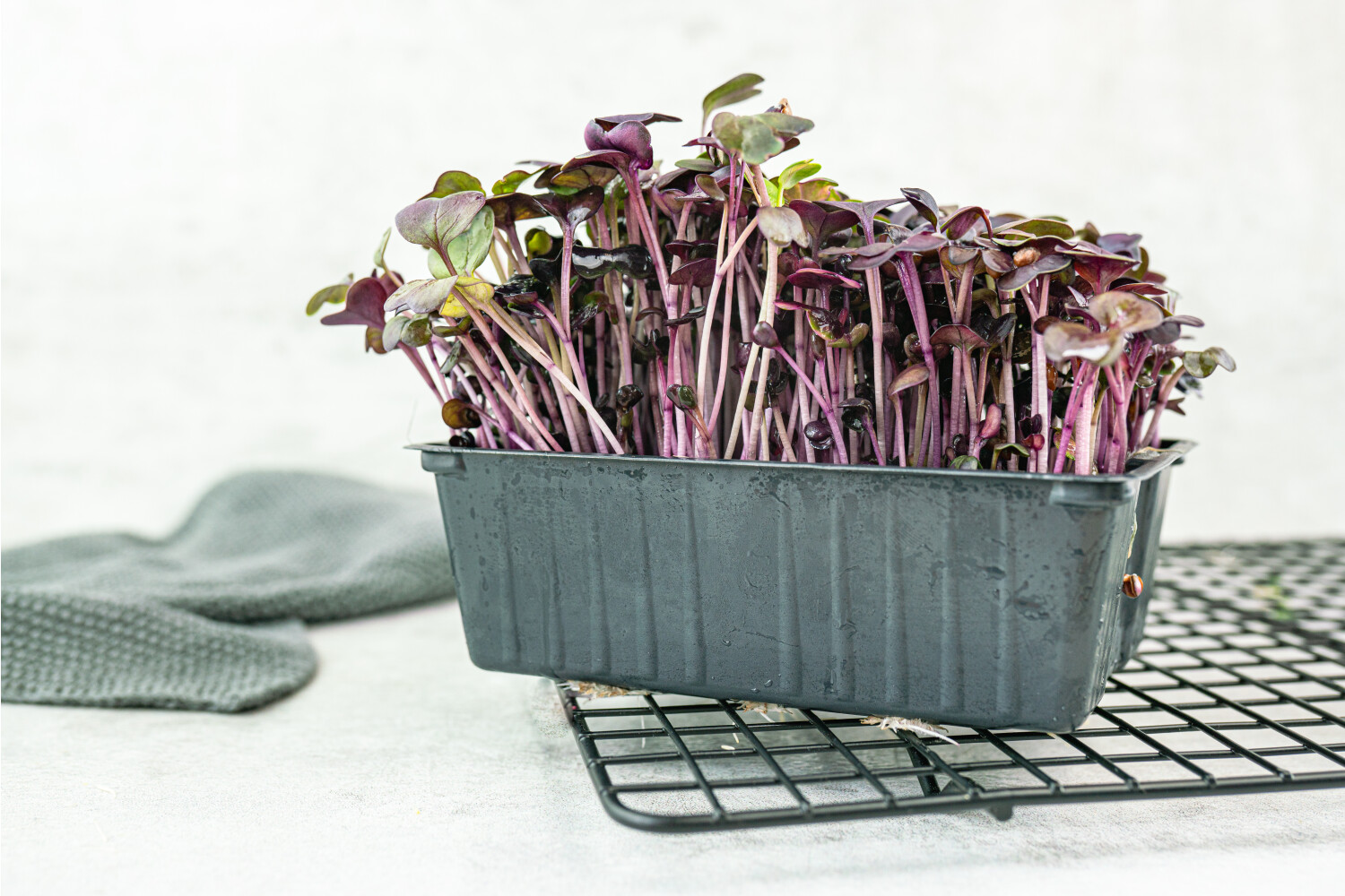 40002577-521698-kresse-fh-rotes-radieschen-8-sch-kiste-p.jpg Rotes Radieschen-Kresse I FLAVOUR HUNTERS