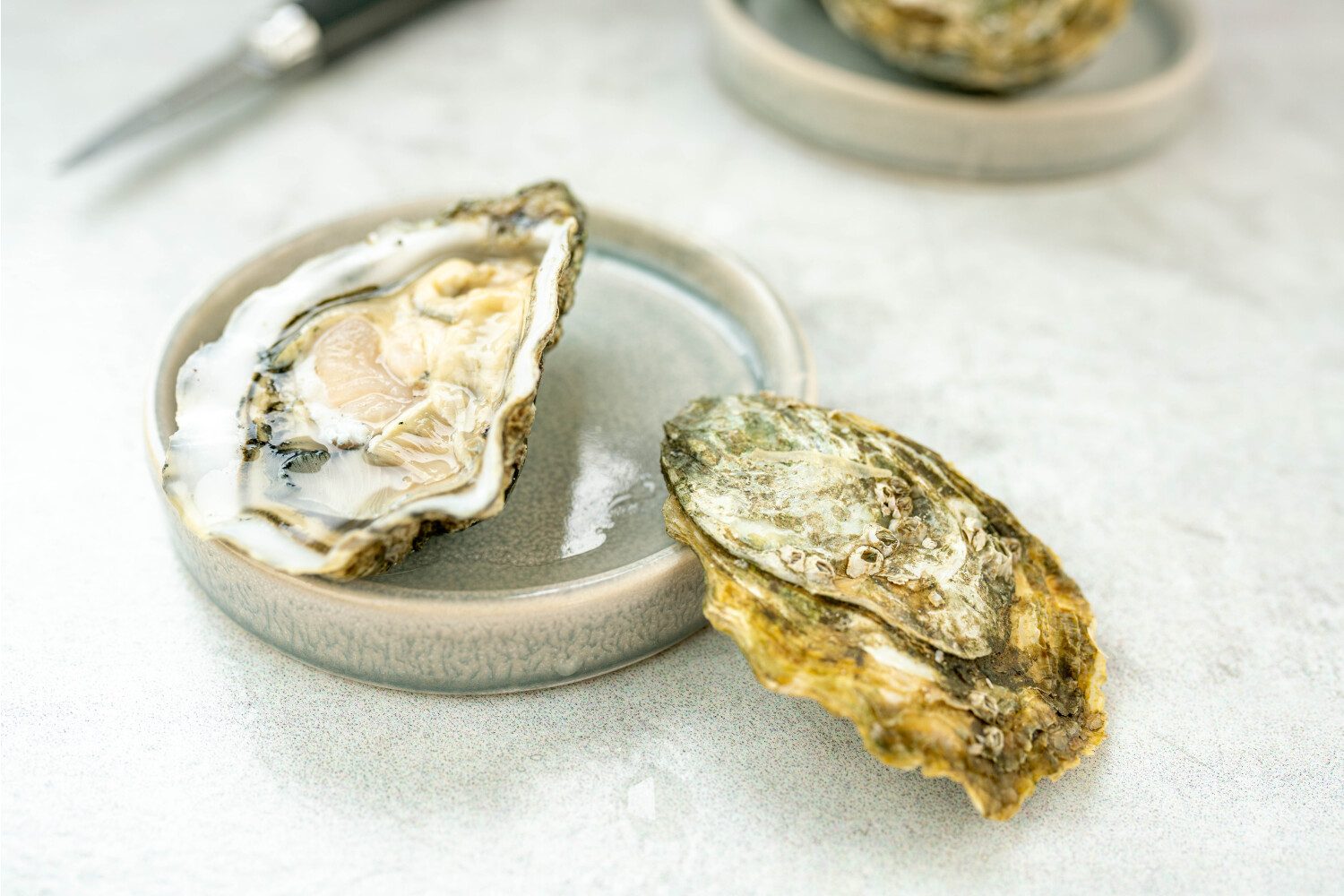 40002347.jpg Austern Boudeuse N°4 I HERVÉ