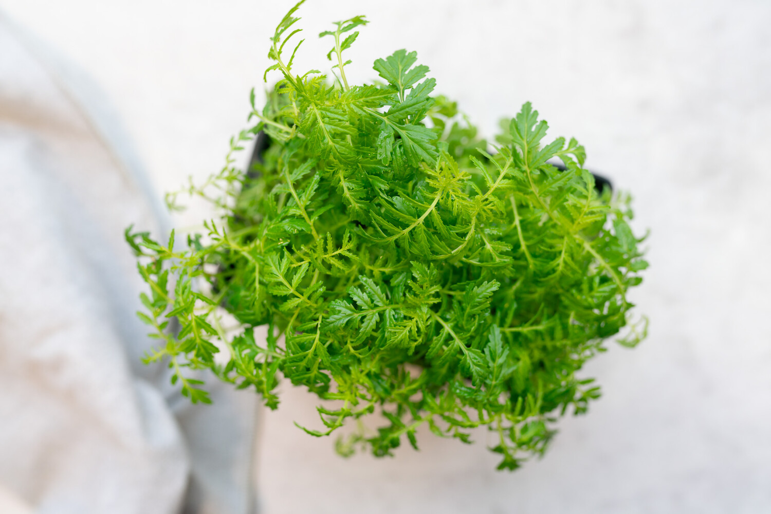 40001145.jpg Schmalblättrige Studentenblumen-Kresse I FLAVOUR HUNTERS