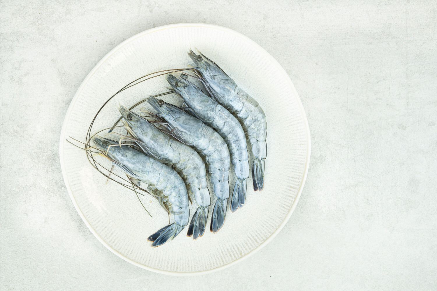 OBSI BLUE Garnelen 21/25