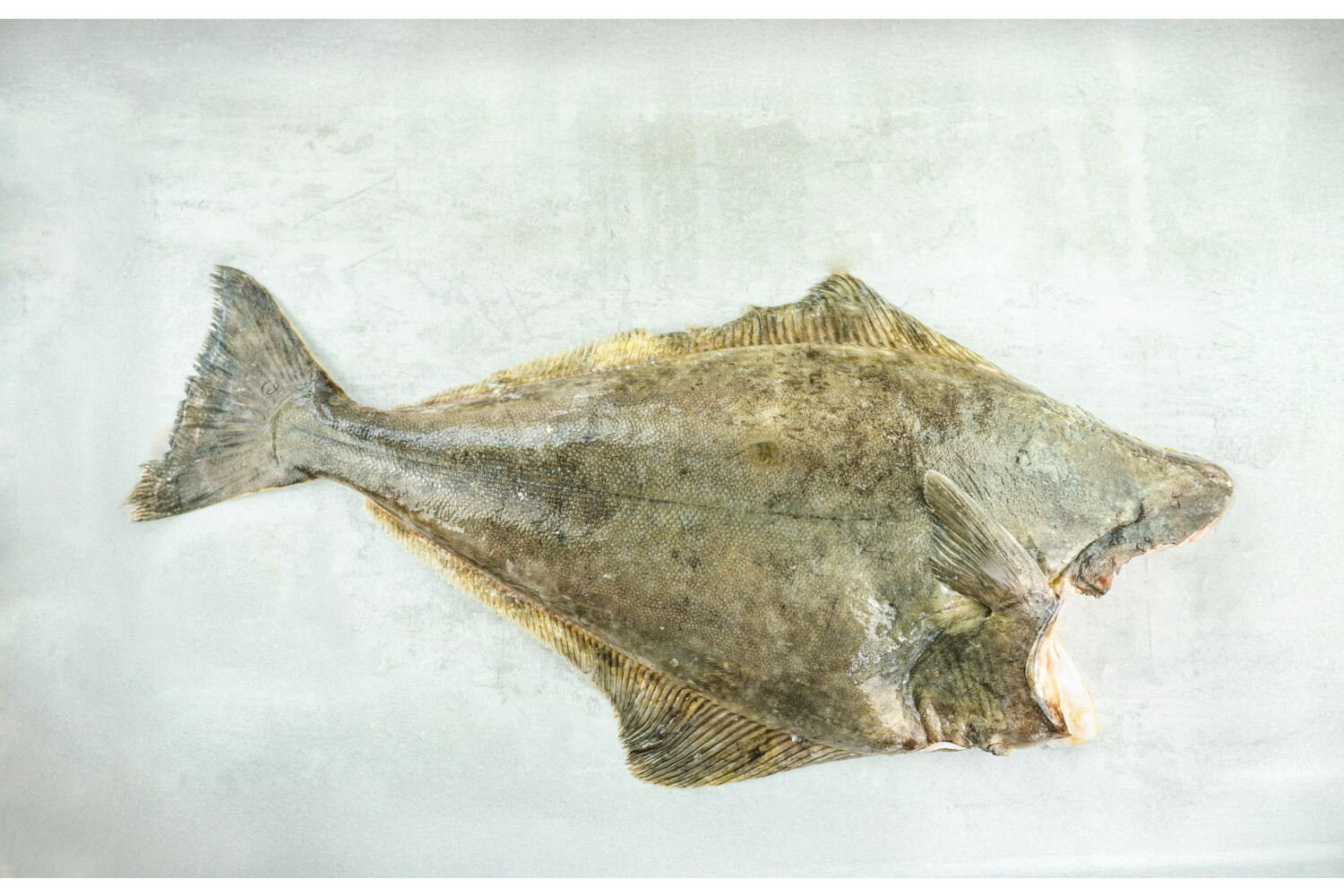 Weißer Heilbutt ausgenommen