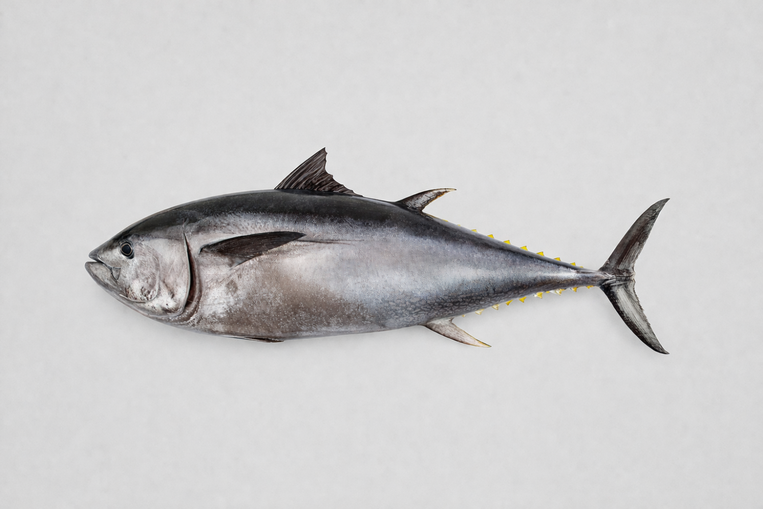 Bluefin Thunfisch rund 