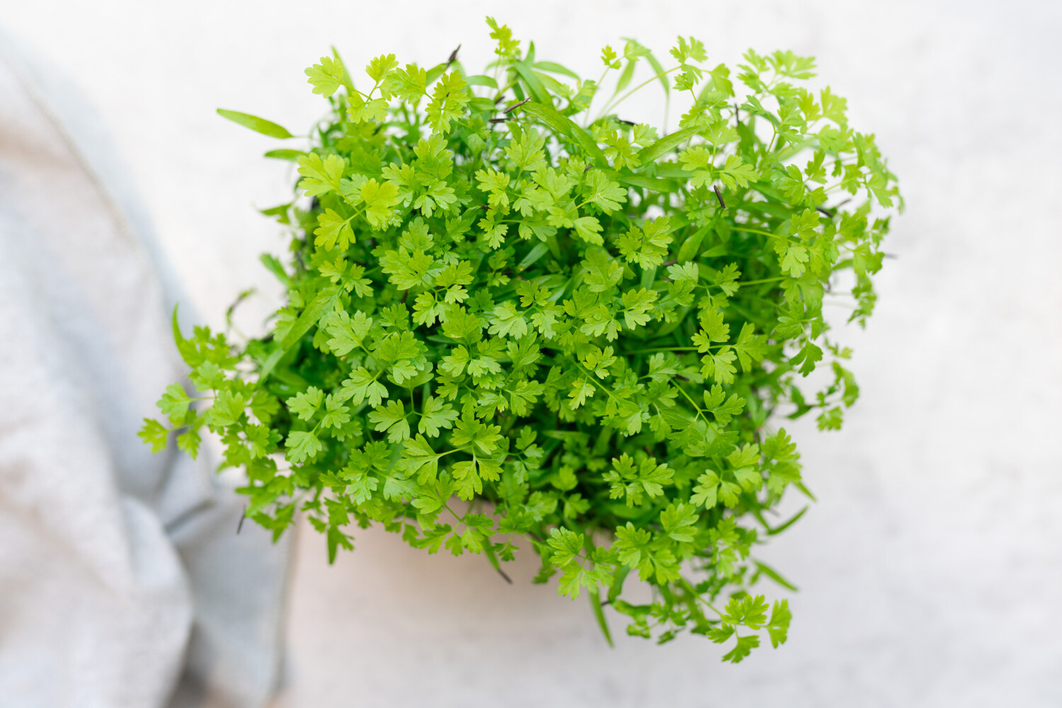 40001942-521701-kresse-fh-kerbel-8-sch-kiste-p.jpg Kerbel-Kresse I FLAVOUR HUNTERS