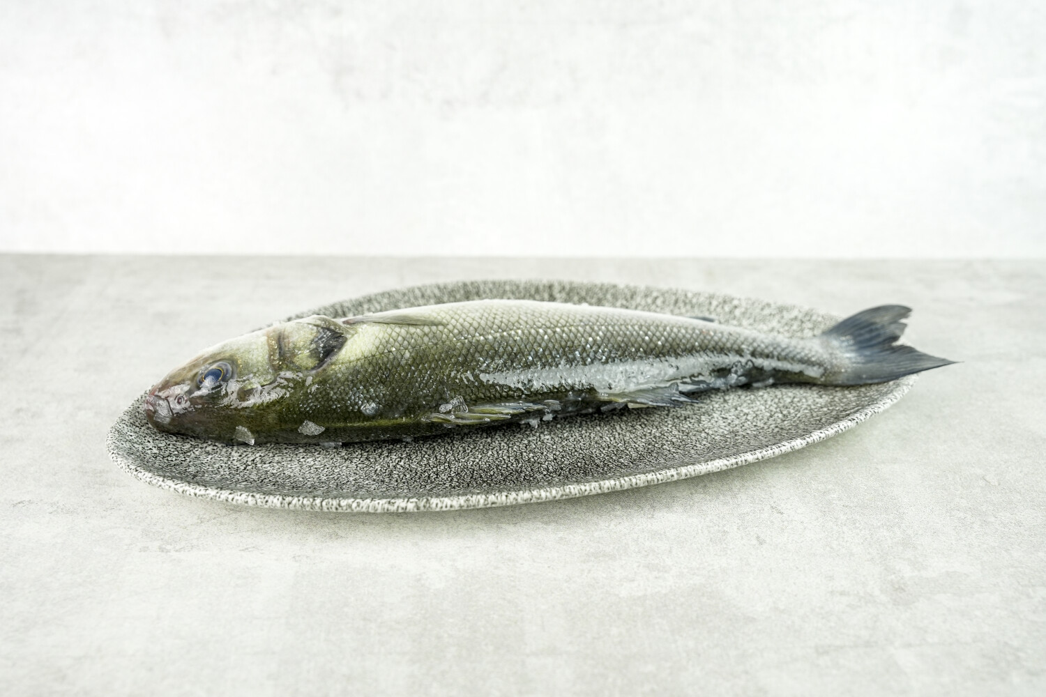 Loup de Mer rund I AQUANORD