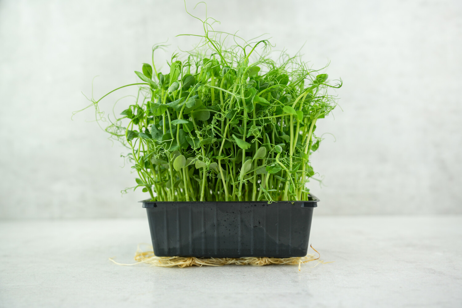 Erbsensprossen I FLAVOUR HUNTERS