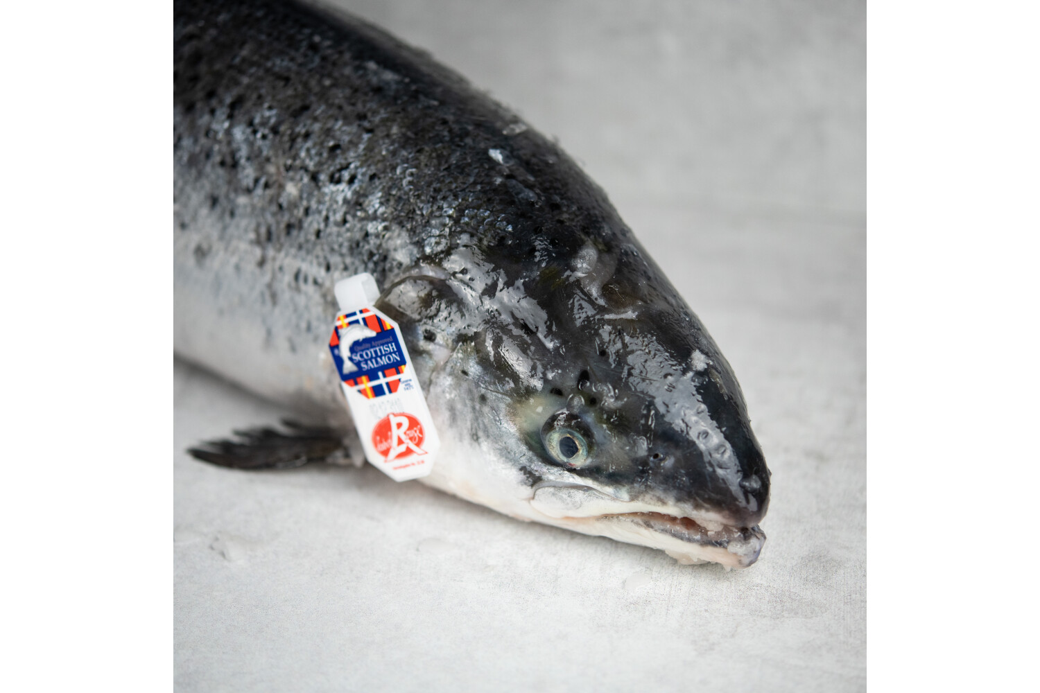 Lachs ausgenommen I LABEL ROUGE