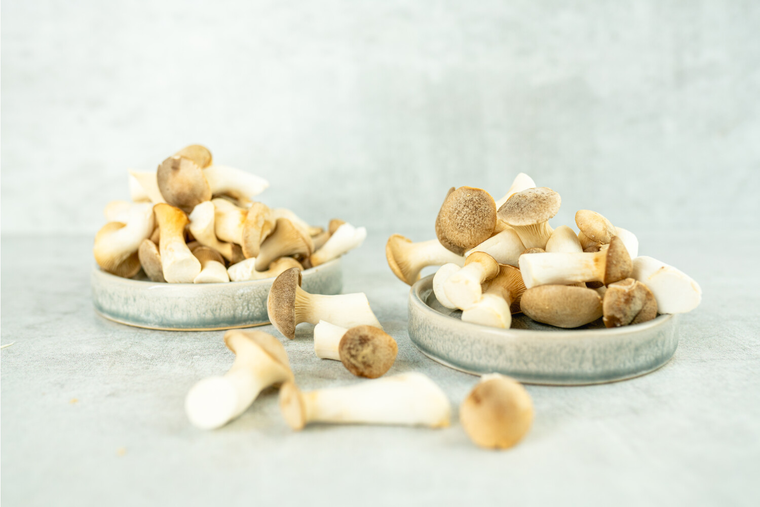 Kräuterseitlinge Mini