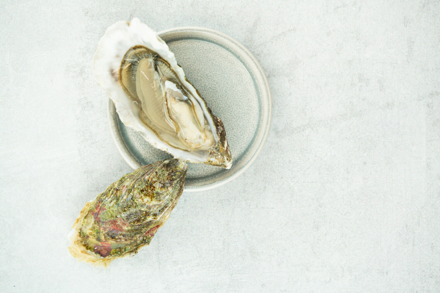 40002355.jpg Austern Fine N°3 I HERVÉ