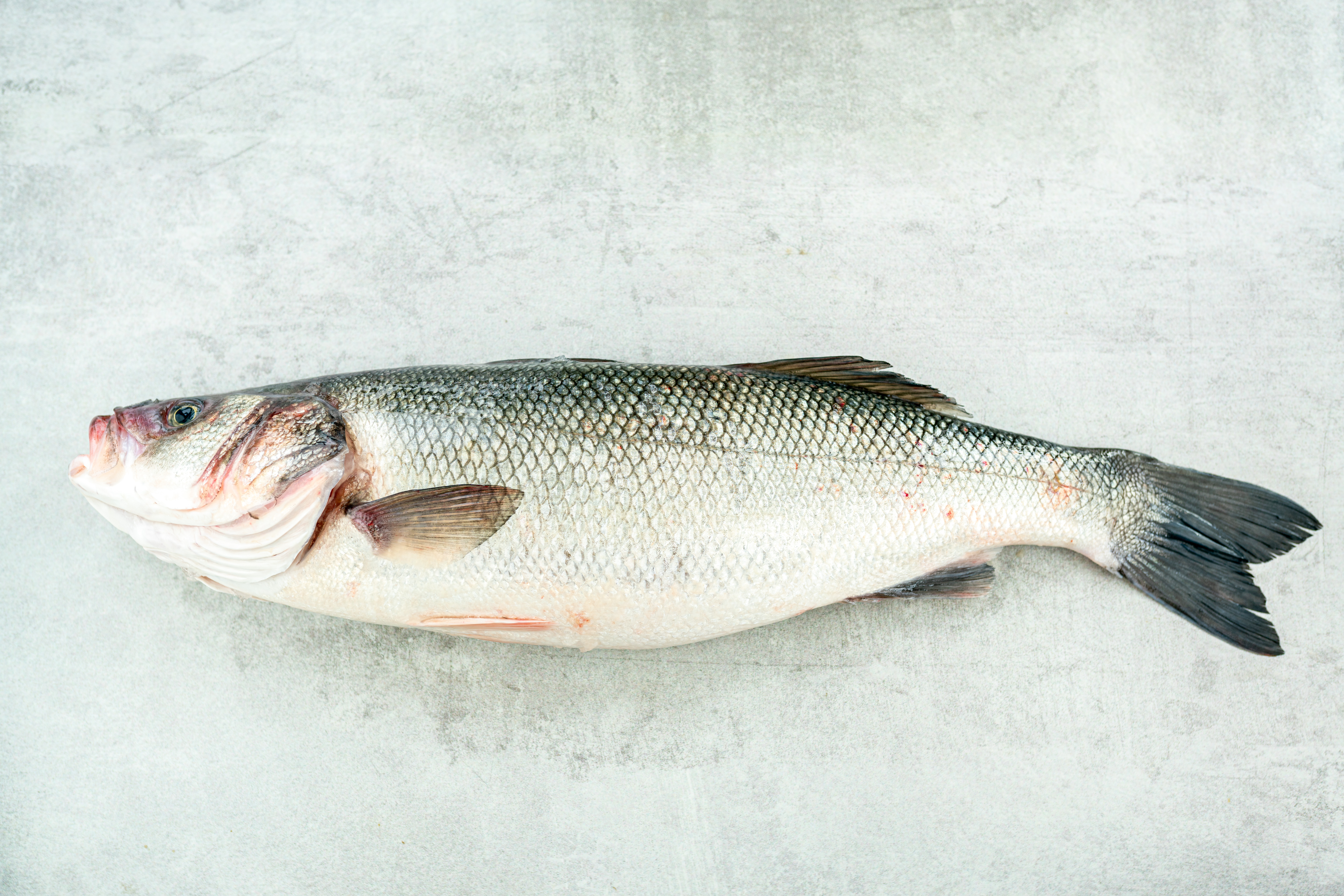 Loup de Mer rund
