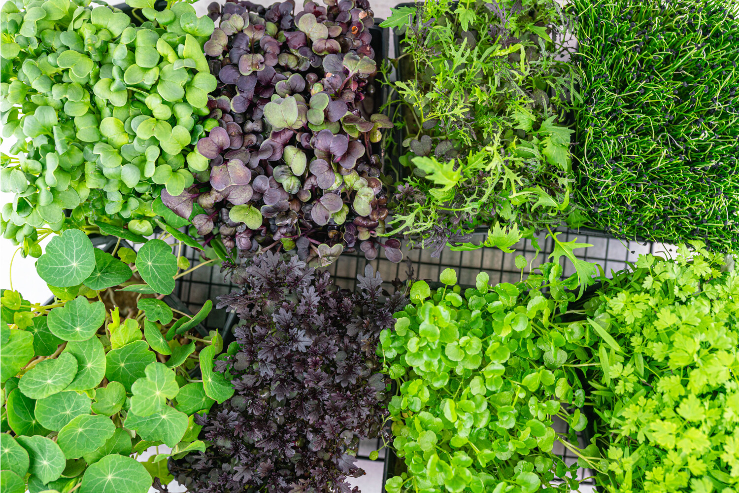 40001938-521703-kresse-fh-mixkiste-8-sch-kiste-p.jpg Kresse-Mix I FLAVOUR HUNTERS