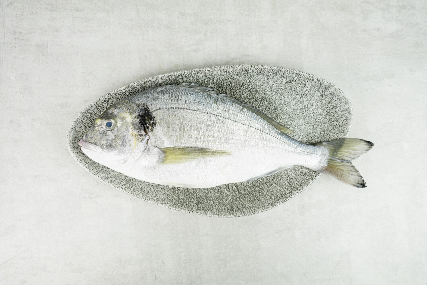 Dorade Royal rund I AQUANORD