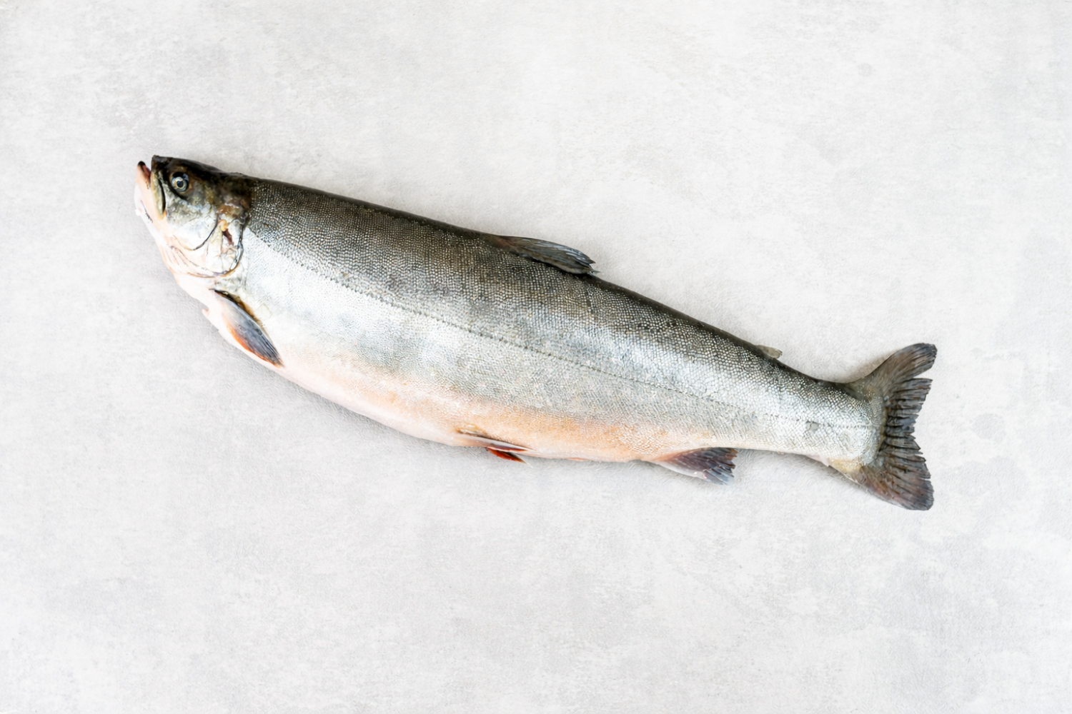 Lachsforelle ausgenommen