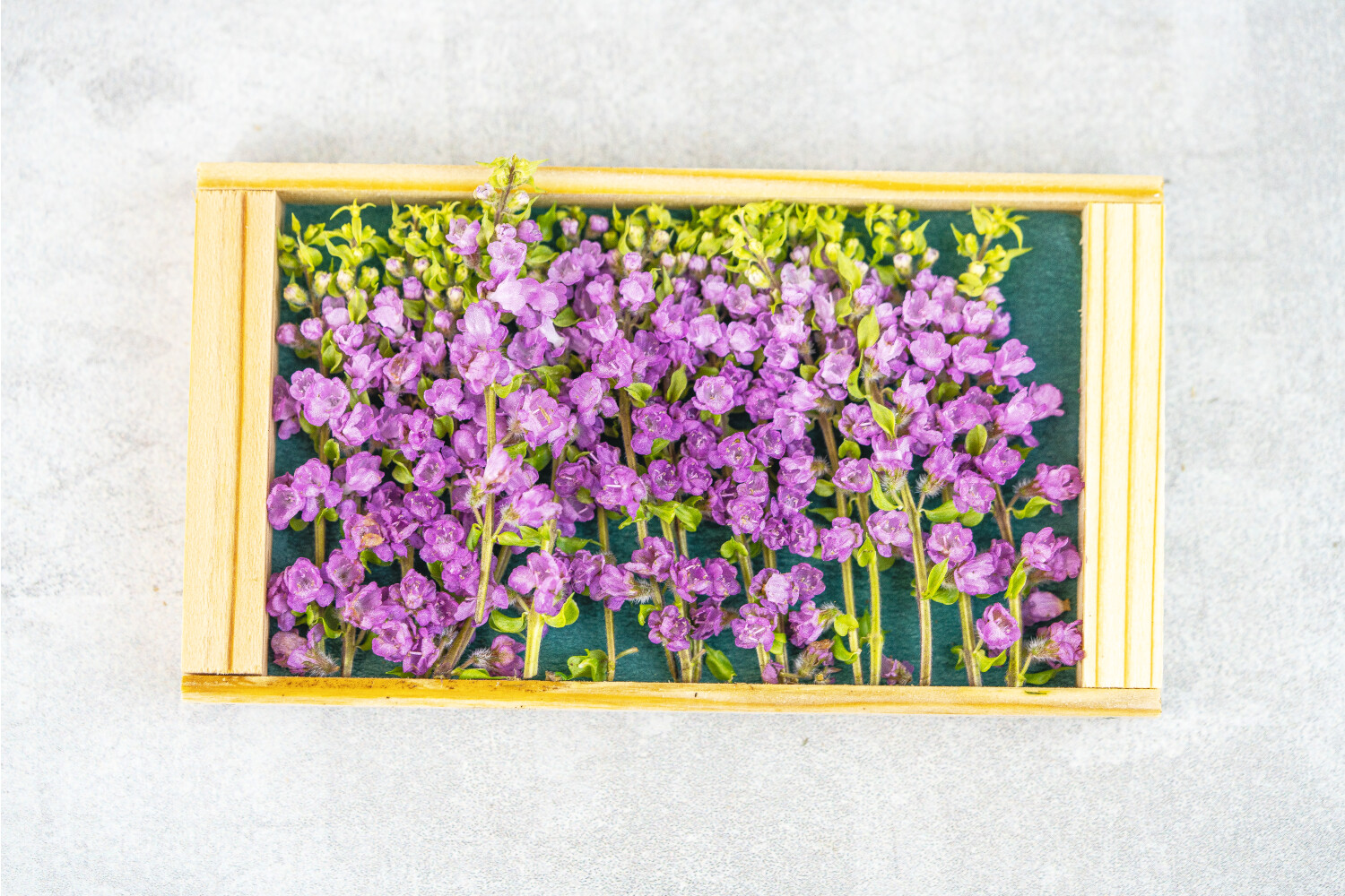 Shiso / Hanahojiso-Blüten