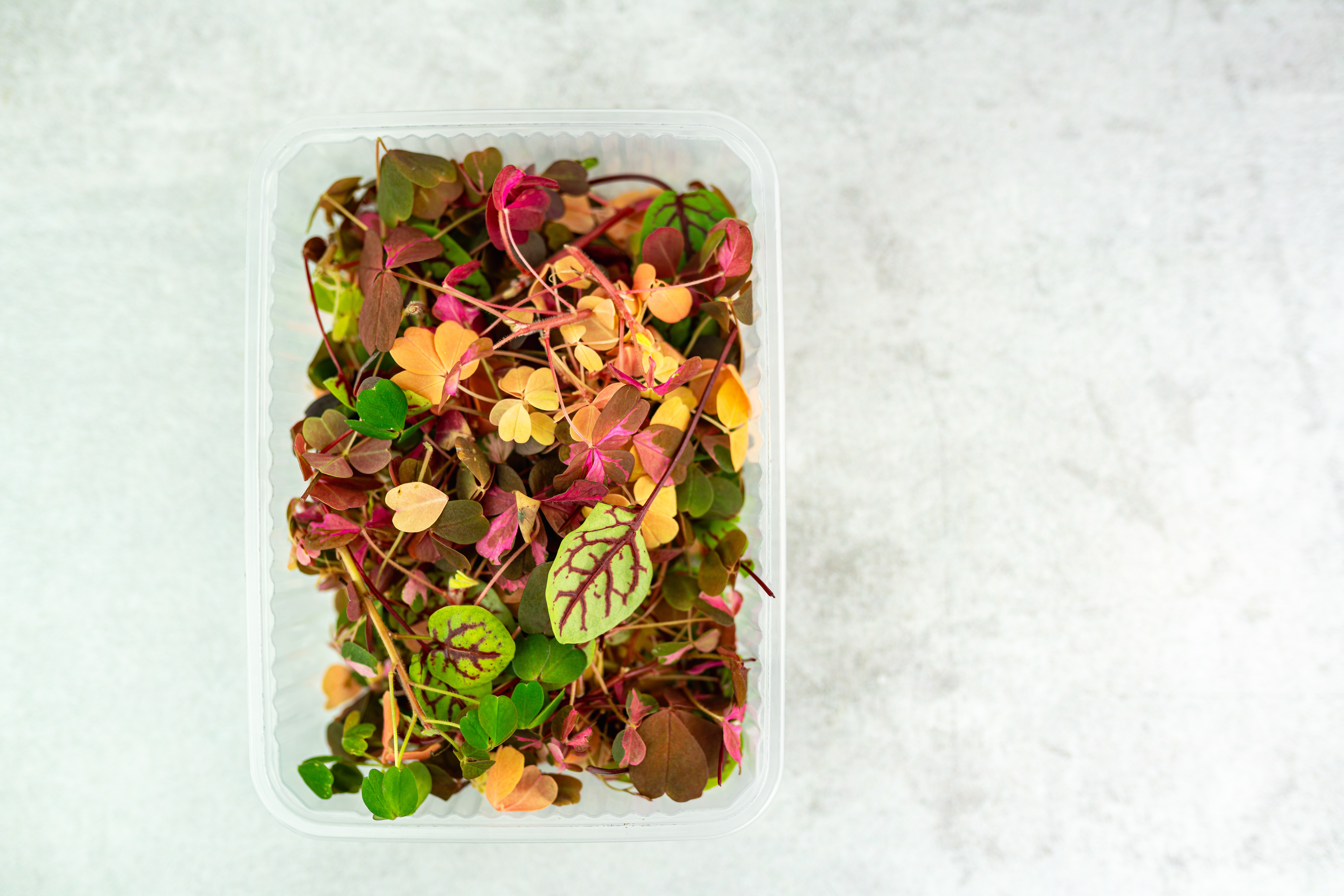 Sauerkresse-Mix I FLAVOUR HUNTERS