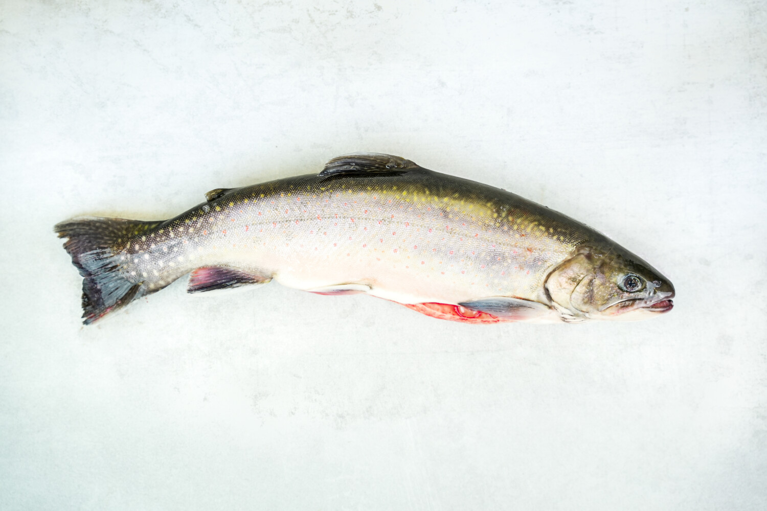 Elsässer Saibling ausgenommen