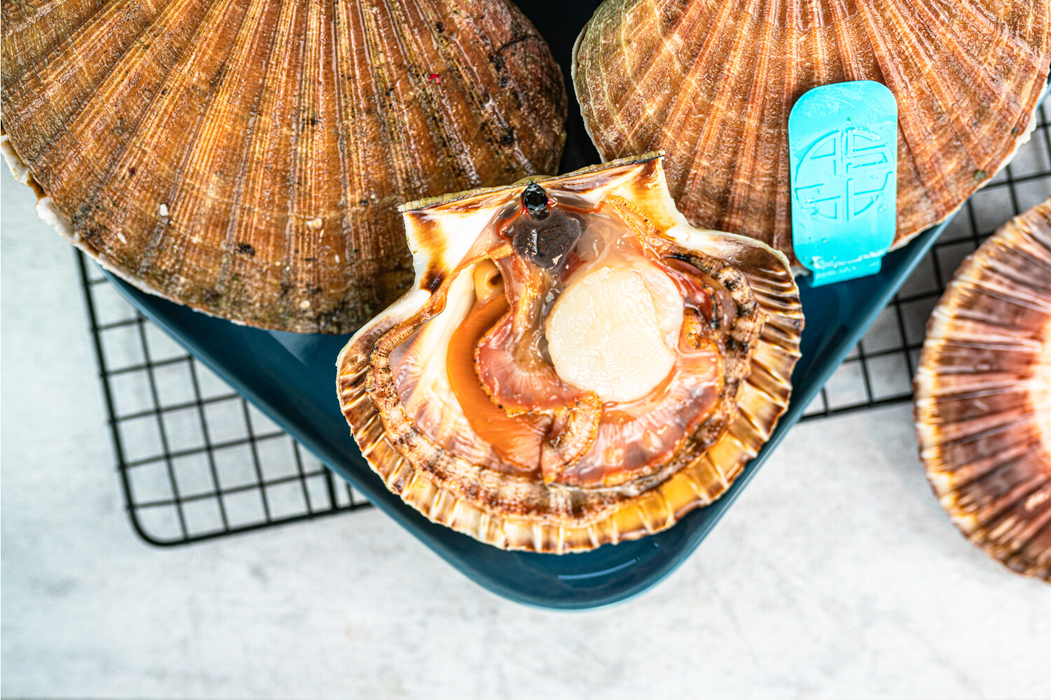 Jakobsmuscheln ganz in der Schale